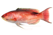 キツネベラ 魚