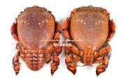 アサヒガニ,オスとメス,雄と雌,spanner crab,Ranina ranina