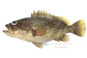 カケハシハタ（梯羽太） - Epinephelus radiatus,Oblique-banded grouper