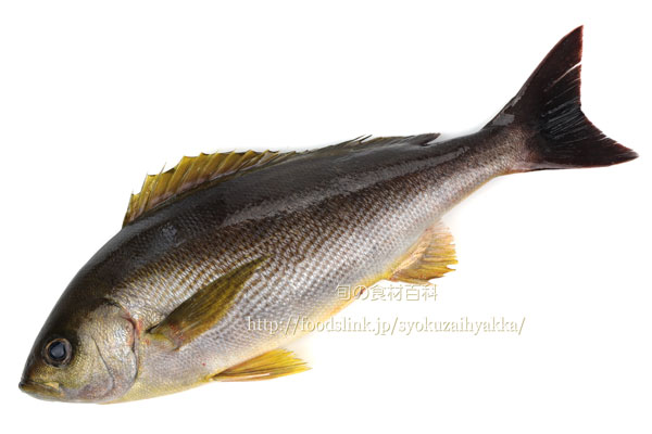 イサキ/鶏魚/伊佐木