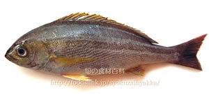 イサキ/鶏魚/伊佐木