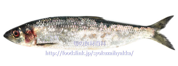 ニシン/鰊/鯡/にしん