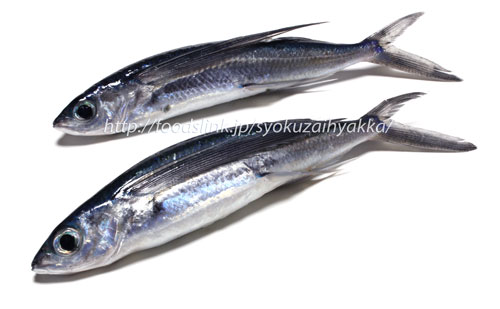 トビウオ(飛魚)