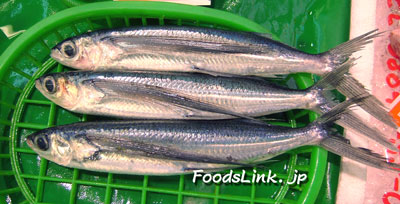 トビウオ(飛魚)