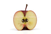 シナノピッコロの断面,リンゴ,りんご,アップル