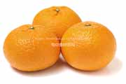 せとみ　タンゴール　柑橘
