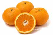 せとみの断面　タンゴール　柑橘
