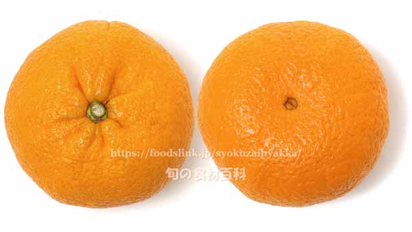 せとみ　タンゴール　柑橘