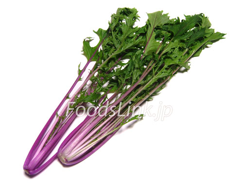 赤水菜(紫水菜)