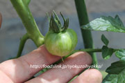 栽培中のレッドゼブラトマト