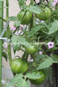 栽培中のレッドゼブラトマト