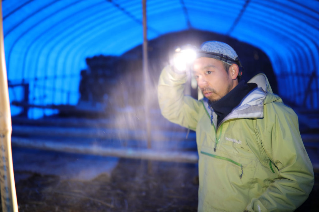 三島独活を栽培するハウスで作業する中井大介氏