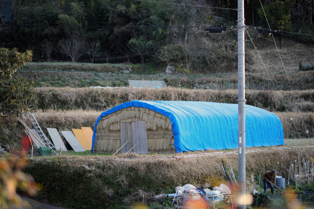 三島独活を栽培するハウス
