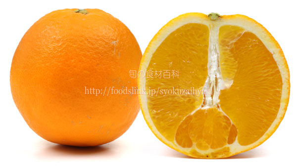 白柳ネーブル／シロヤナギ・ネーブル ＜ オレンジ