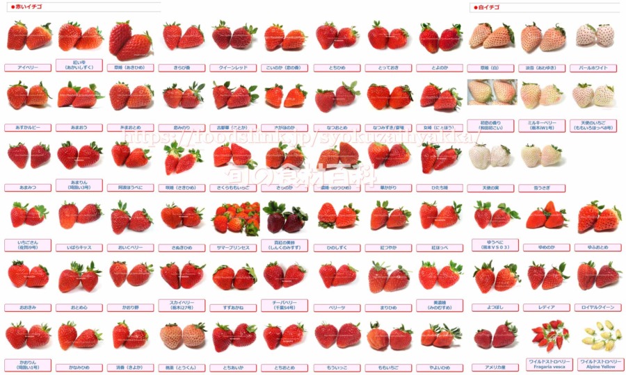 イチゴ, 苺,いちご,品種,種類,一覧