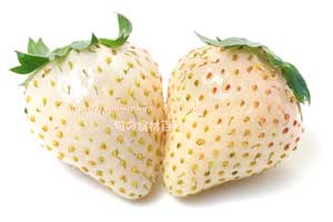 白いイチゴの新品種、真珠姫（しんじゅひめ）／ゆきぼたん