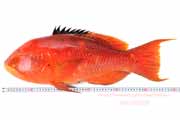 タキベラ,魚,Bodianus perditio,Golden-spot hogfish