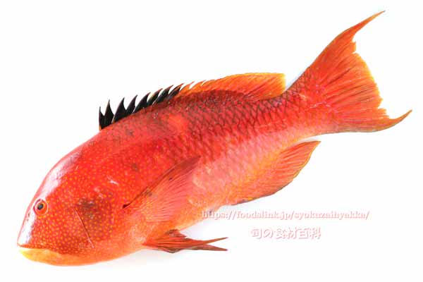 タキベラ,魚,Bodianus perditio,Golden-spot hogfish