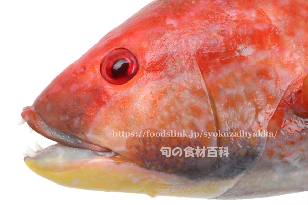 キツネベラ 魚