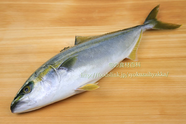 ブリ 鰤 ハマチの栄養価と効用 旬の魚介百科