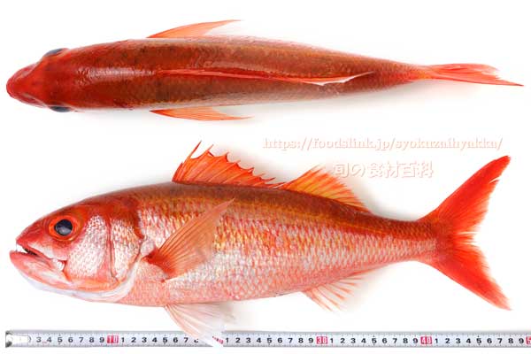 ハチジョウアカムツ ハチジョウアカムツ,八丈赤鯥,ヒーランマチ,Etelis carbunculus,Ruby snapper