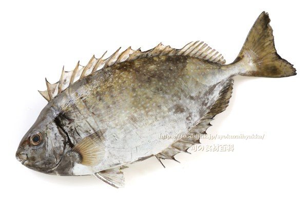 アイゴ 魚　- Siganus fuscescens -