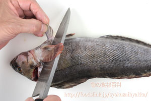 アイナメ アブラメのさばき方 旬の魚介百科