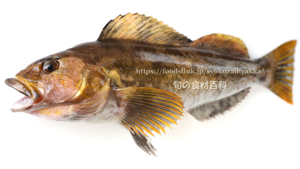 アイナメ アブラメ 旬の魚介百科