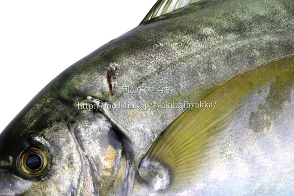 写真で見るシマアジ 縞鯵 島鯵 旬の魚介百科
