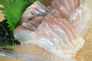 シマアジ/縞鯵/島鯵の刺身