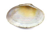 アケガイの殻の内側　朱貝　スダレガイ