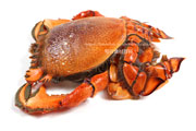 アサヒガニ,オス,雄,spanner crab,Ranina ranina