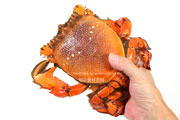 アサヒガニ,オス,雄,spanner crab,Ranina ranina