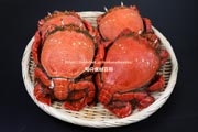 茹でたアサヒガニ,雄,オス,spanner crab,Ranina ranina