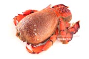 アサヒガニ,メス,雌,spanner crab,Ranina ranina
