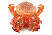 アサヒガニ,メス,雌,spanner crab,Ranina ranina