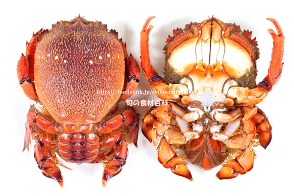 アサヒガニ,雌,spanner crab,Ranina ranina