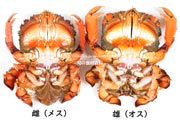 アサヒガニ,オスとメス,雄と雌,spanner crab,Ranina ranina