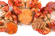 茹でたアサヒガニ,雌,メス,spanner crab,Ranina ranina
