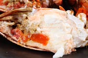 アサヒガニ,spanner crab,Ranina ranina