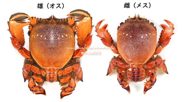 アサヒガニ,雄と雌,spanner crab,Ranina ranina