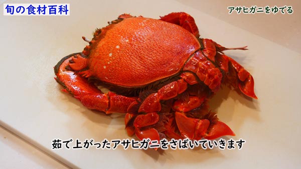 アサヒガニ,spanner crab,Ranina ranina