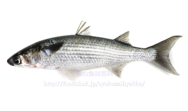 ボラ ぼら 鯔 旬の魚介百科