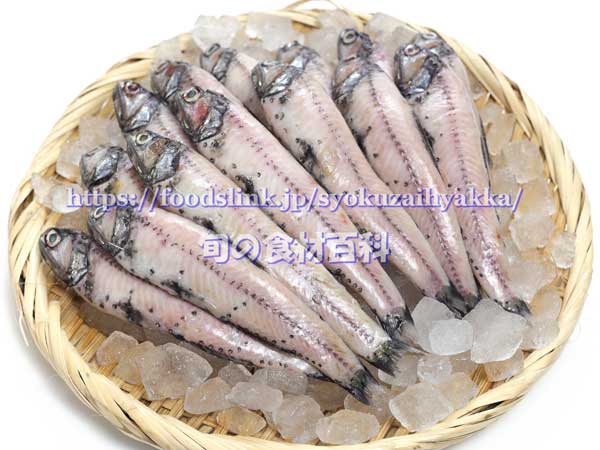 ザルに盛ったハダカイワシ - Diaphus watasei -