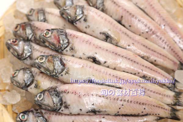 ザルに盛った新鮮なハダカイワシ