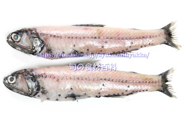 新鮮なハダカイワシ