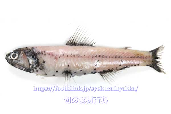 ハダカイワシ - Diaphus watasei -