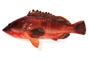 アカハタ／赤羽太 - Epinephelus fasciatus -