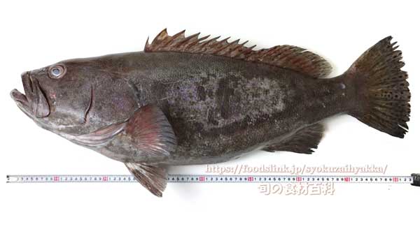 オオスジハタ - Epinephelus latifasciatus -