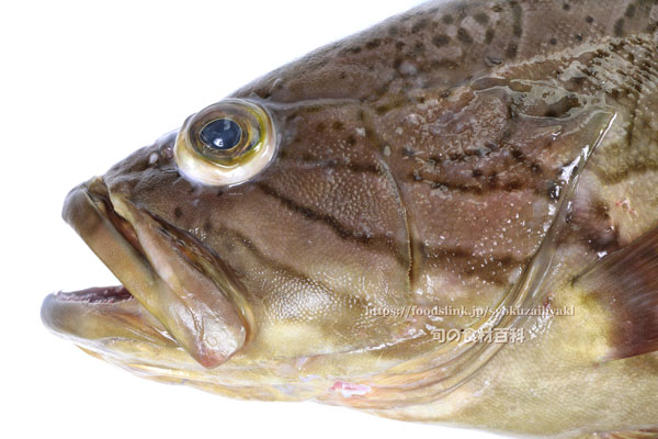カケハシハタ（梯羽太） - Epinephelus radiatus,Oblique-banded grouper